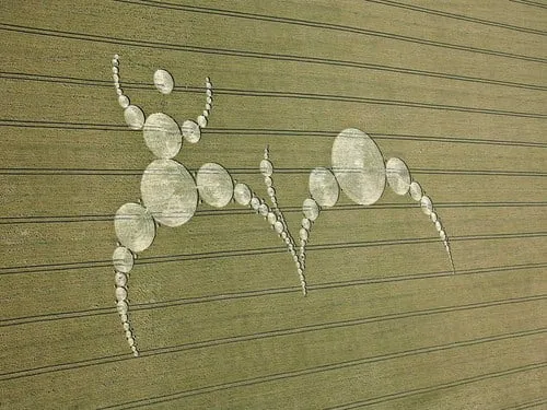 Veduta aerea di un cerchio nel grano formato da una catena di cerchi che compone una figura stilizzata