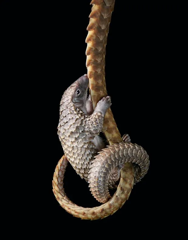 Cucciolo di pangolino aggrappato alla coda squamosa della madre, su sfondo nero