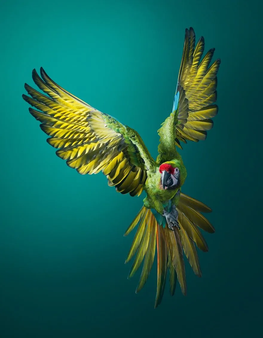 Pappagallo Ara militaris in volo con le ali spiegate, dalle piume verdi e gialle e la fronte rossa, su sfondo verde acqua