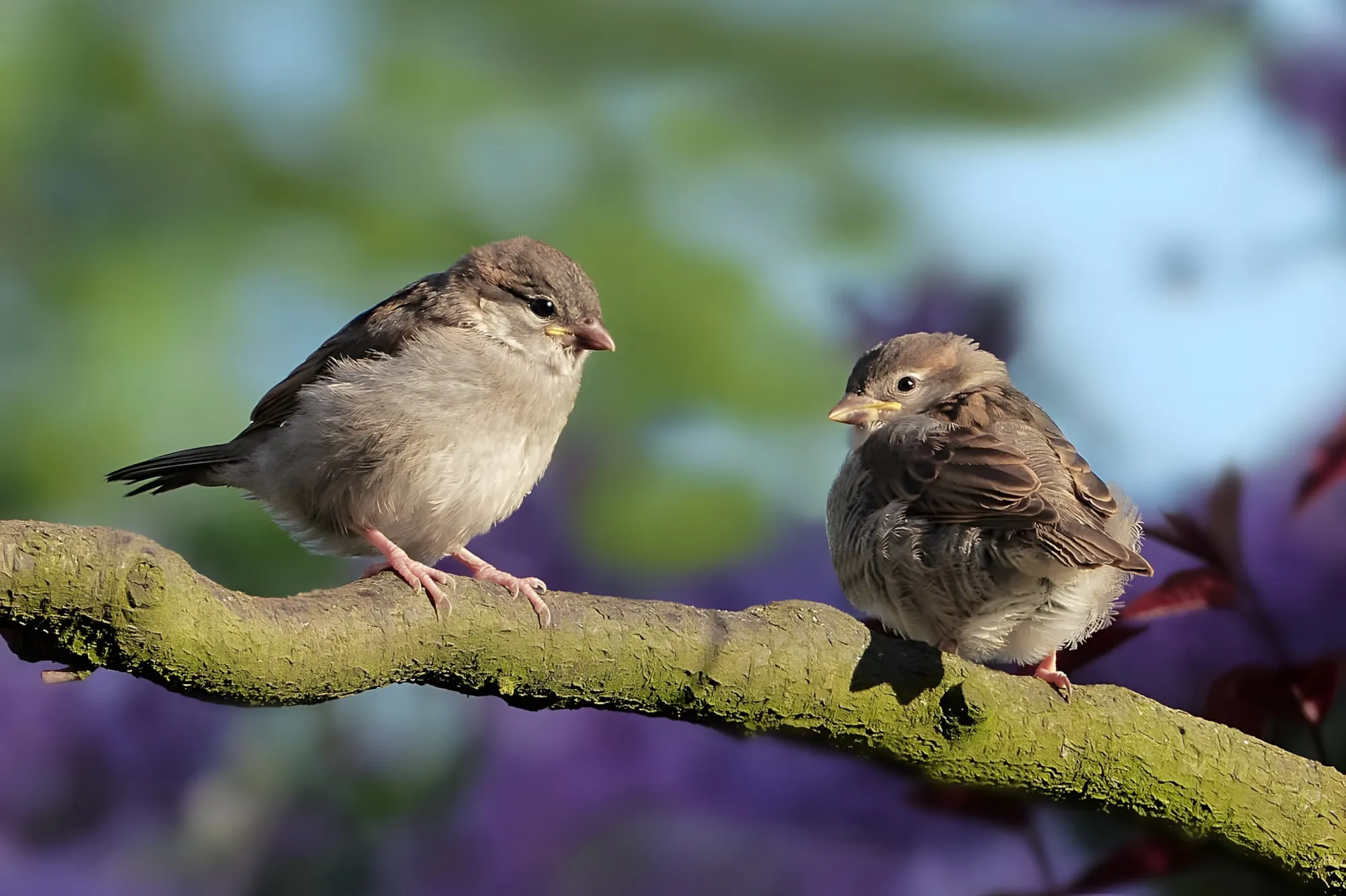 sparrows, birds, perched