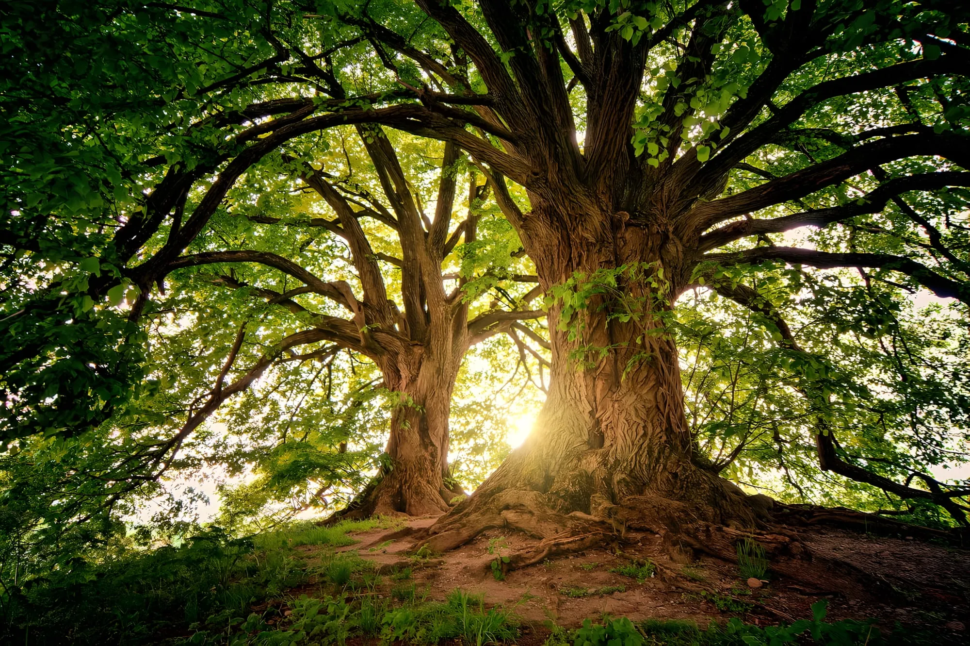 trees, wilderness, nature