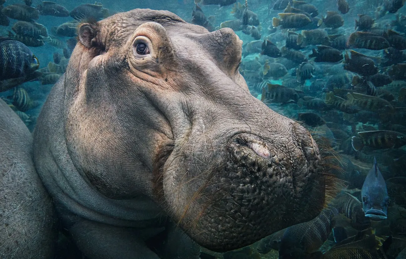 Ippopotamo ripreso sott’acqua da vicino, circondato da un banco di pesci