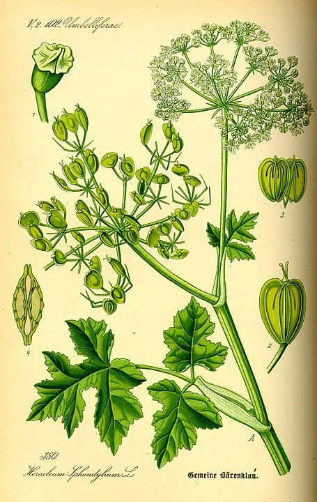 Illustrazione botanica d’epoca della pianta Heracleum sphondylium, con foglie, fiori e semi