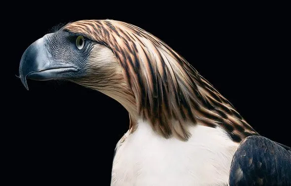 Aquila delle Filippine di profilo su sfondo nero, con il piumaggio fulvo e il becco grigio