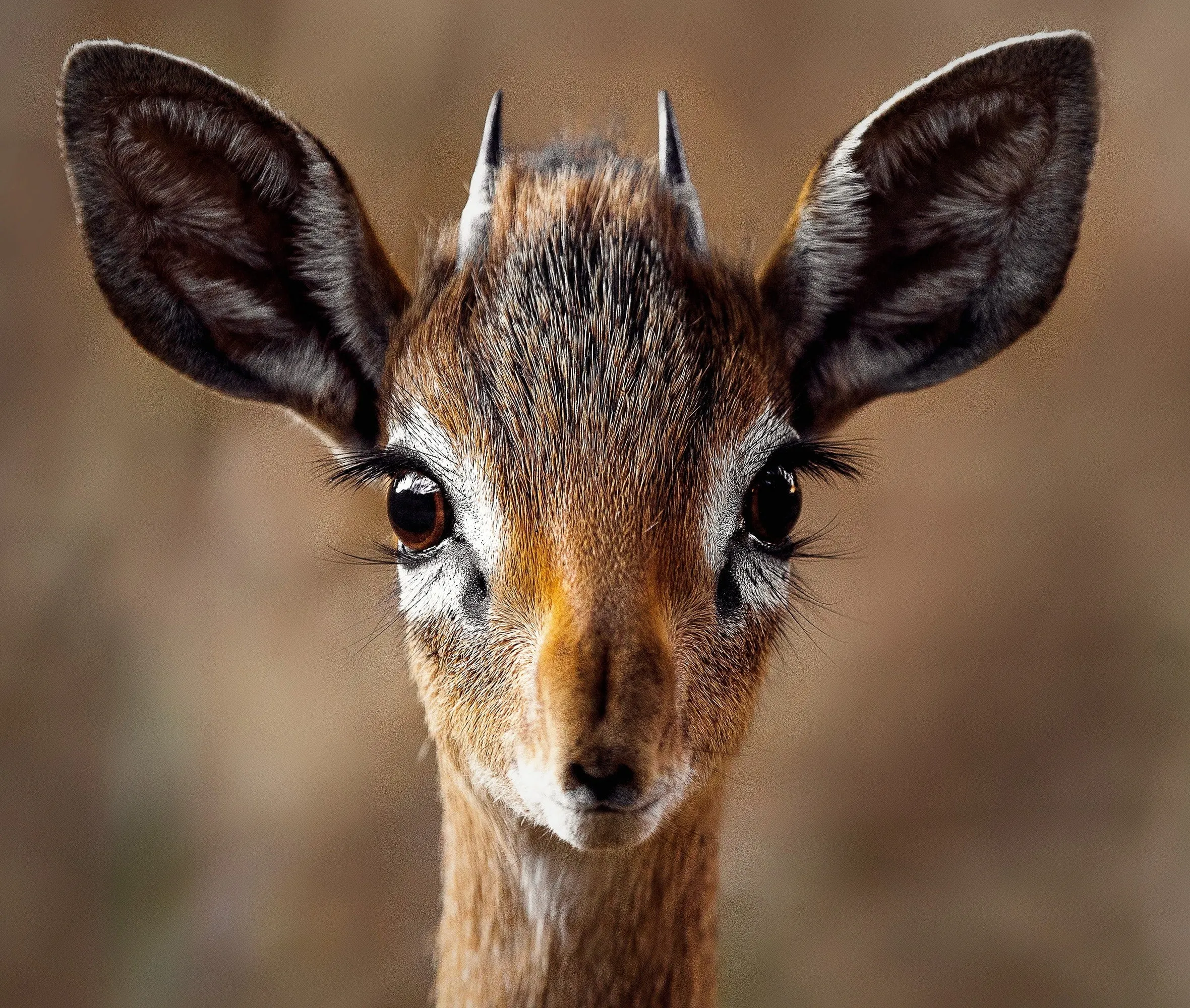 Primo piano frontale di un piccolo antilope dik-dik, con grandi orecchie, lunghe ciglia e due cornini