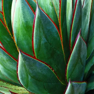 agave