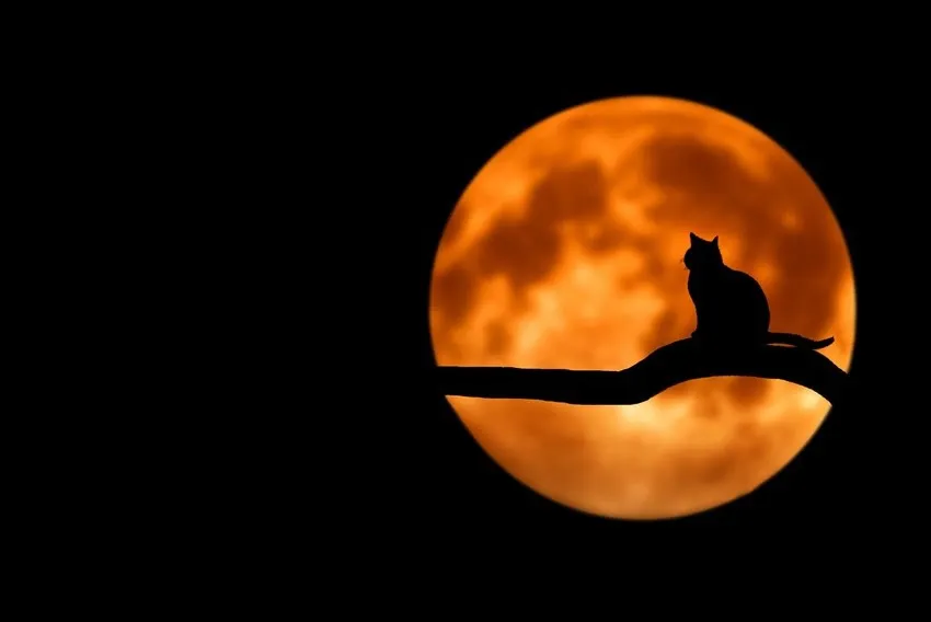 gatto e luna piena