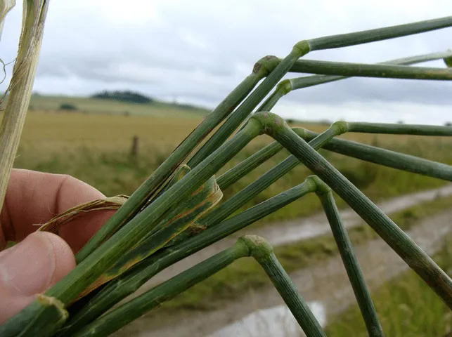 piegatura delle spighe nel cerchio del grano