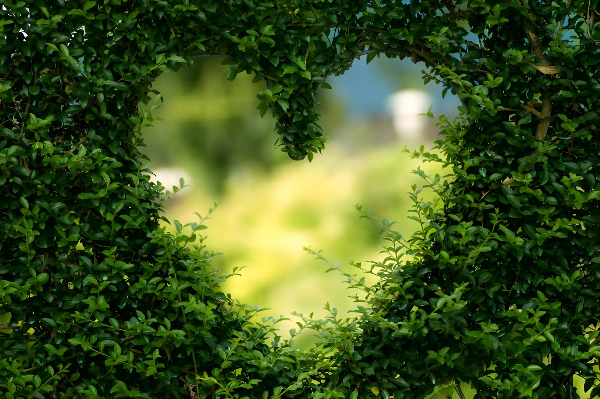 Siepe verde con un'apertura a forma di cuore che lascia intravedere un prato sfocato