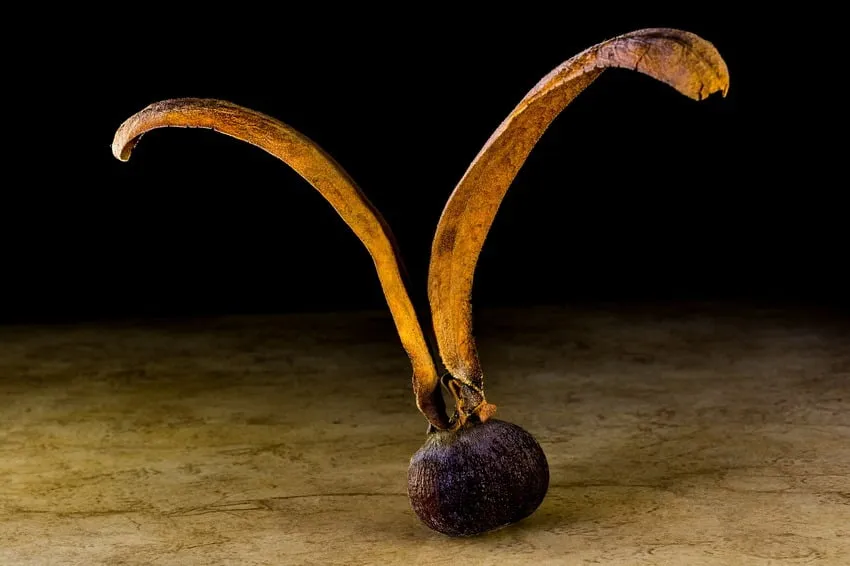 seme di Teak