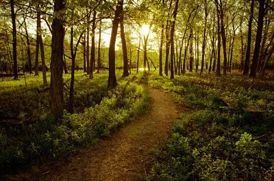 foresta incantata
