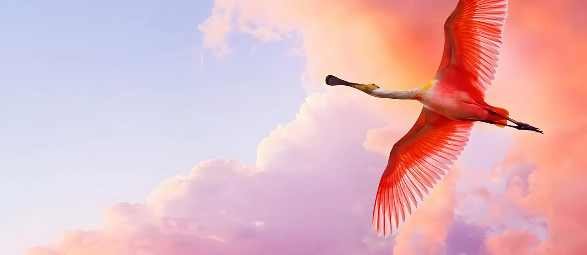Uccello dalle ali rosse spiegate in volo tra nuvole rosa e azzurre
