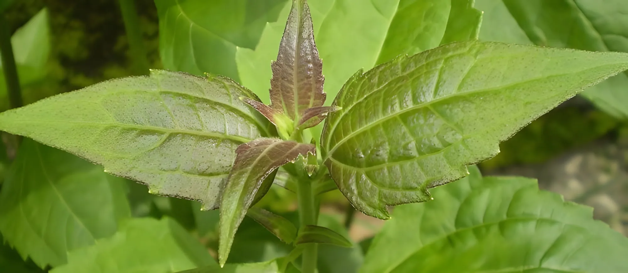 Cima della pianta Calea zacatechichi con foglie verdi appuntite e giovani foglie rossastre