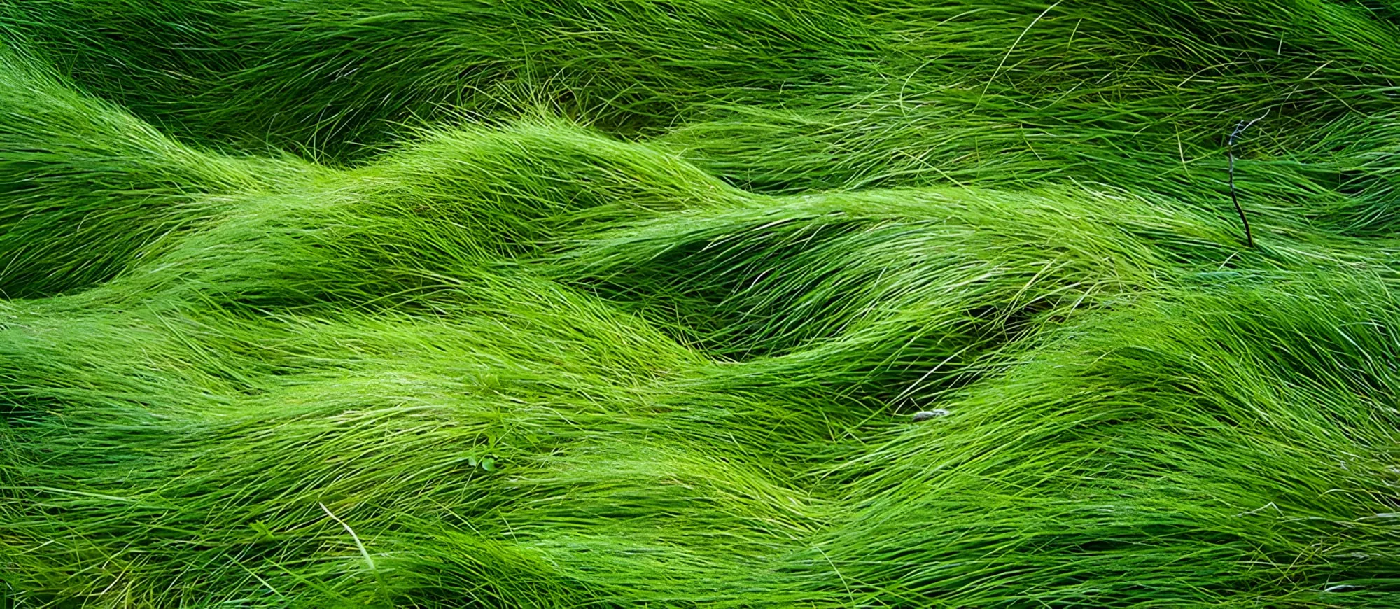 Fili d’erba verde mossi dal vento, che formano onde