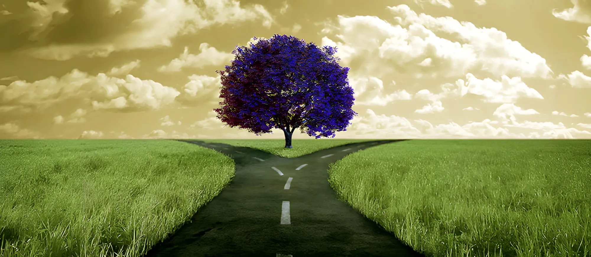 Strada che si divide in due davanti a un albero dalle foglie viola, in un prato verde