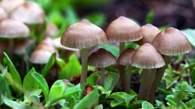 funghi magici