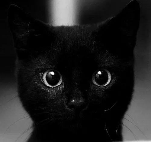 gatto nero