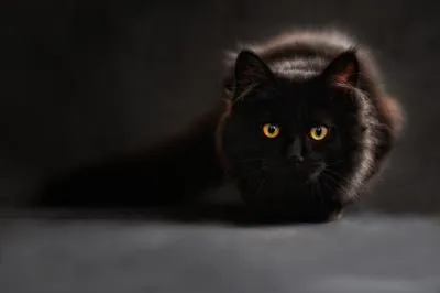 gatto