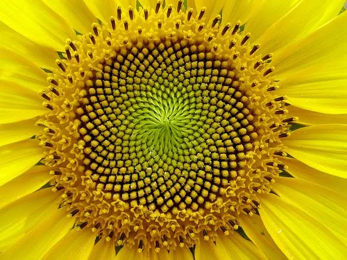 sezione aurea - girasole