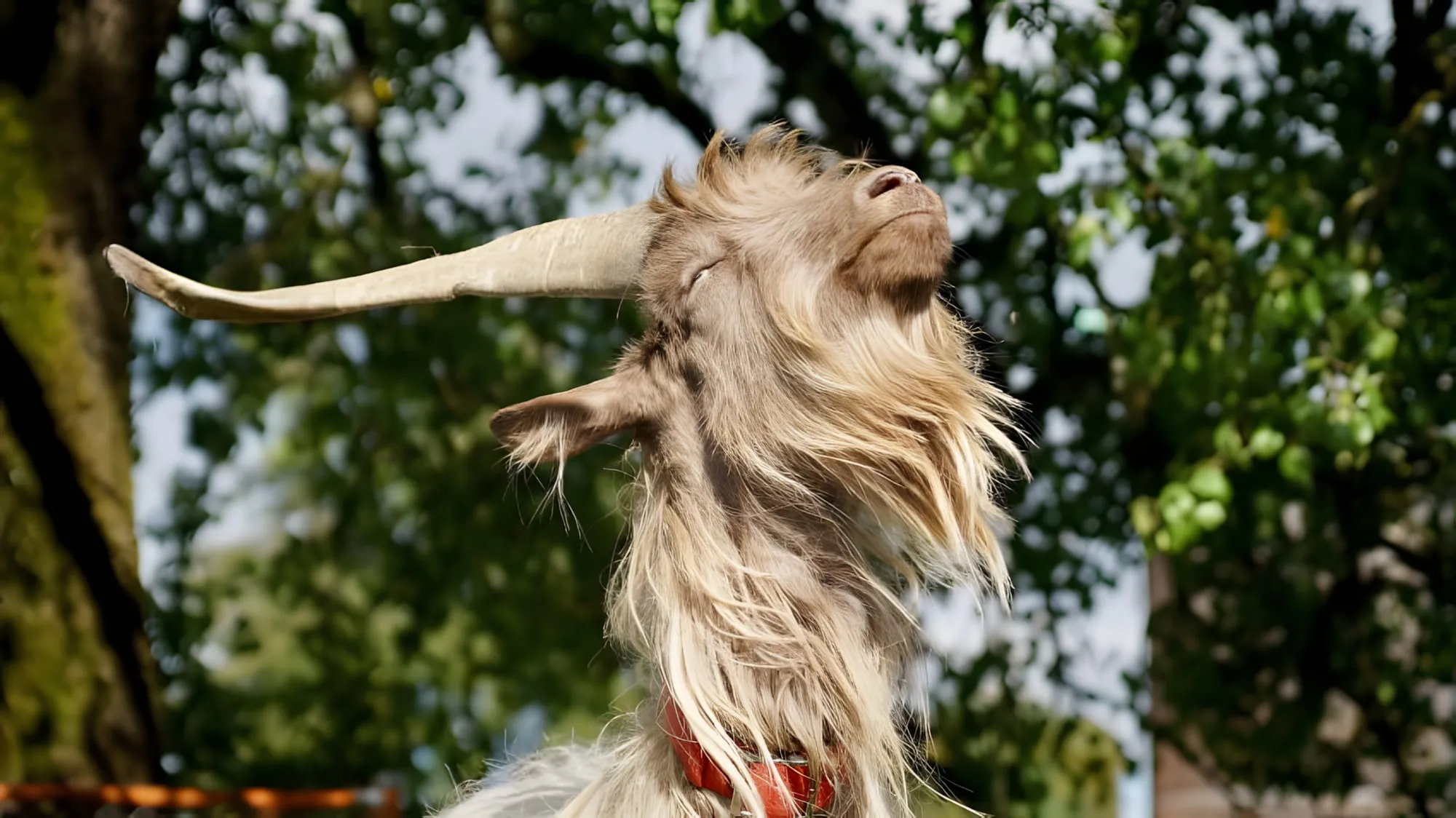Capra con lunghe corna e pelo al vento che solleva il muso verso l’alto a occhi chiusi, tra gli alberi