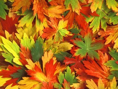 leaves pattern