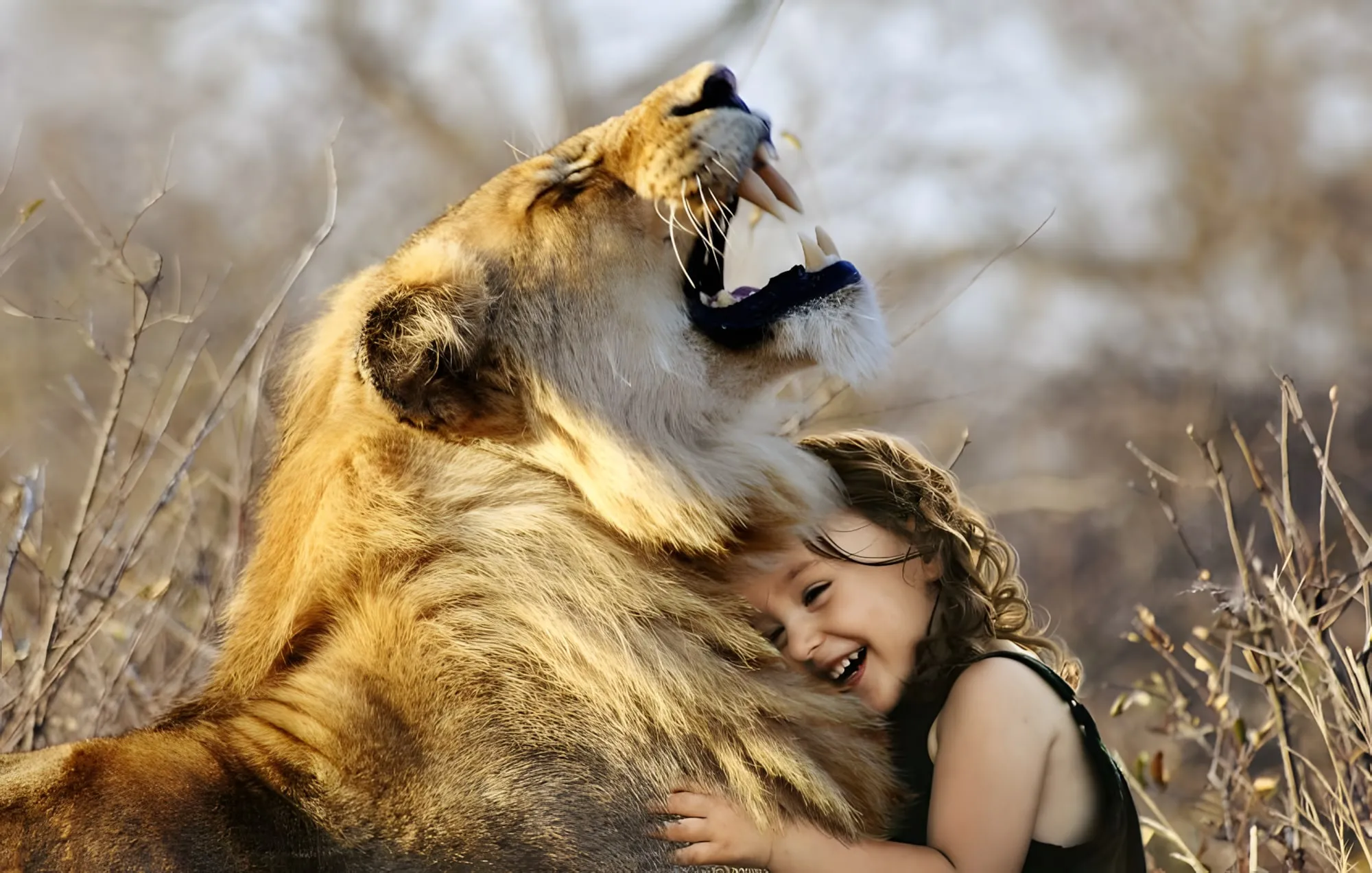 Una bambina ride abbracciando una leonessa che sbadiglia a bocca aperta