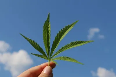 marijuana hemp leaf 3661209