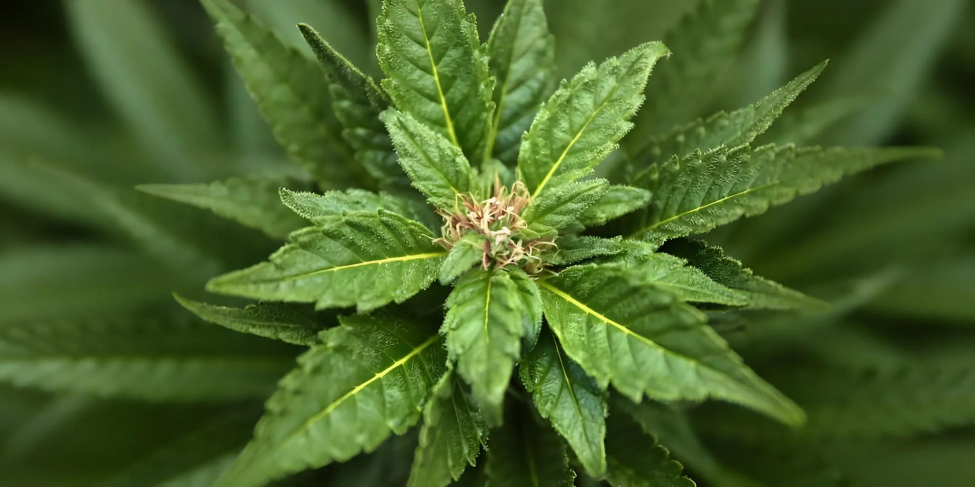 Primo piano di una pianta di marijuana con foglie dentellate e un fiore al centro
