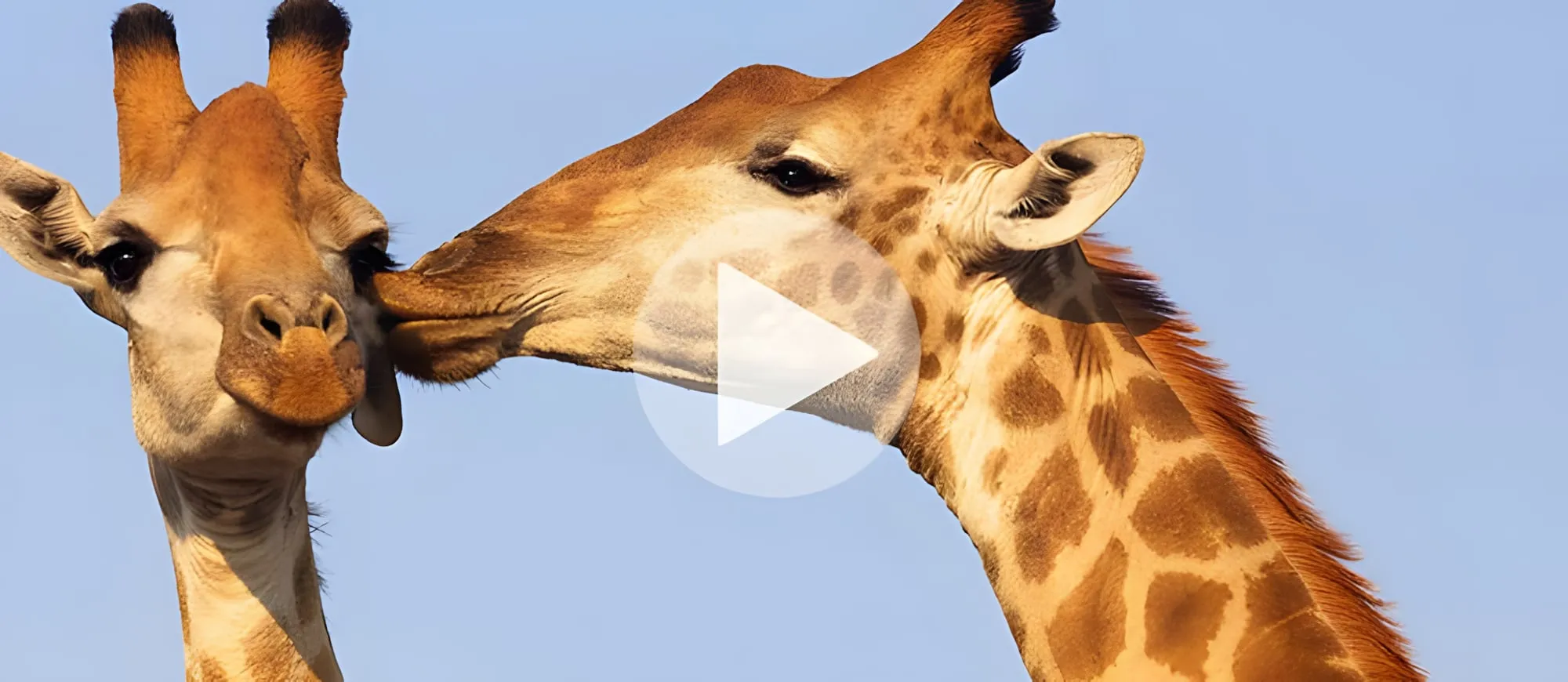 Due giraffe che si sfiorano il muso su un cielo azzurro, con il simbolo di riproduzione di un video