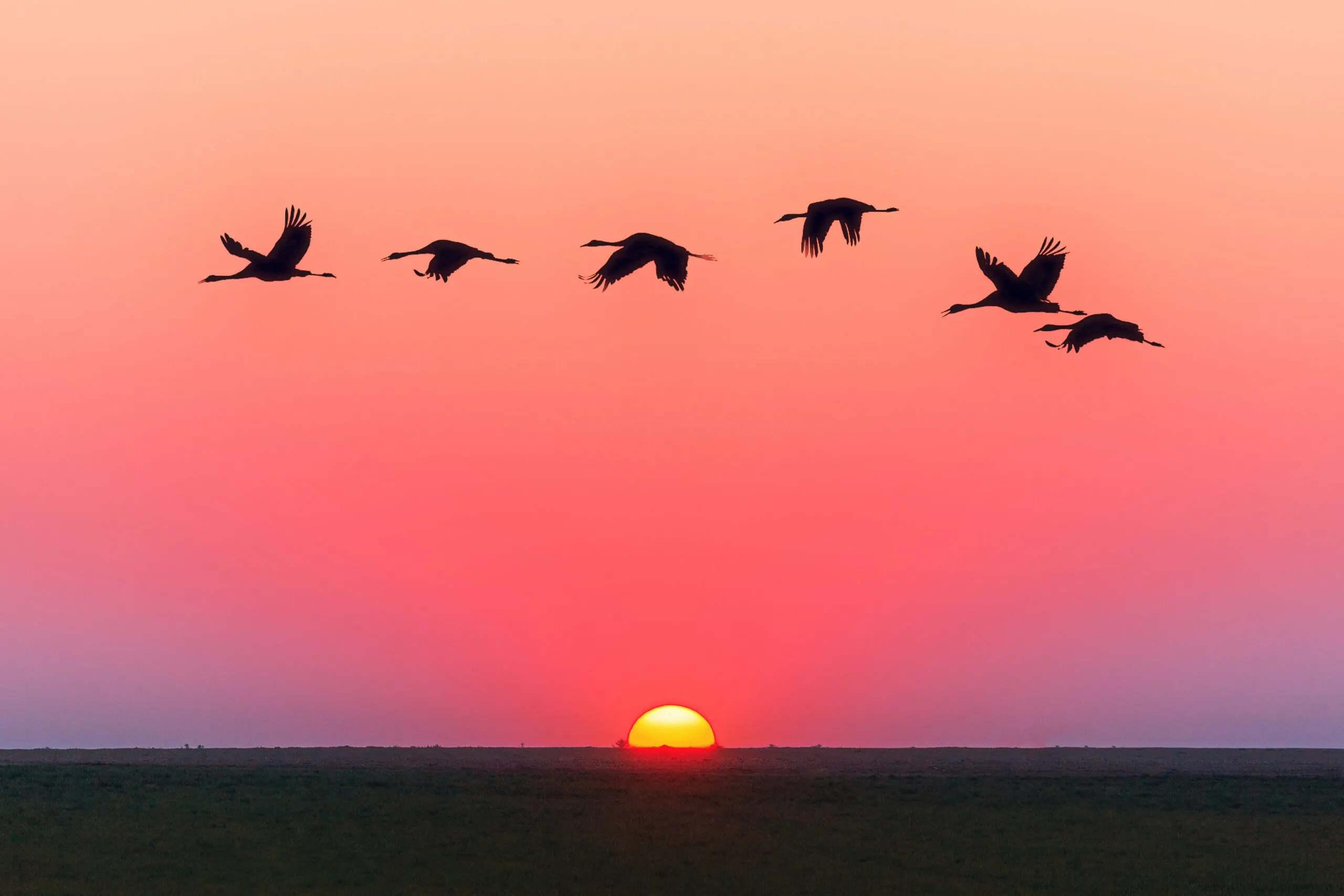 Stormo di uccelli in volo in silhouette contro un cielo rosa e arancione, con il sole che sorge sull’orizzonte