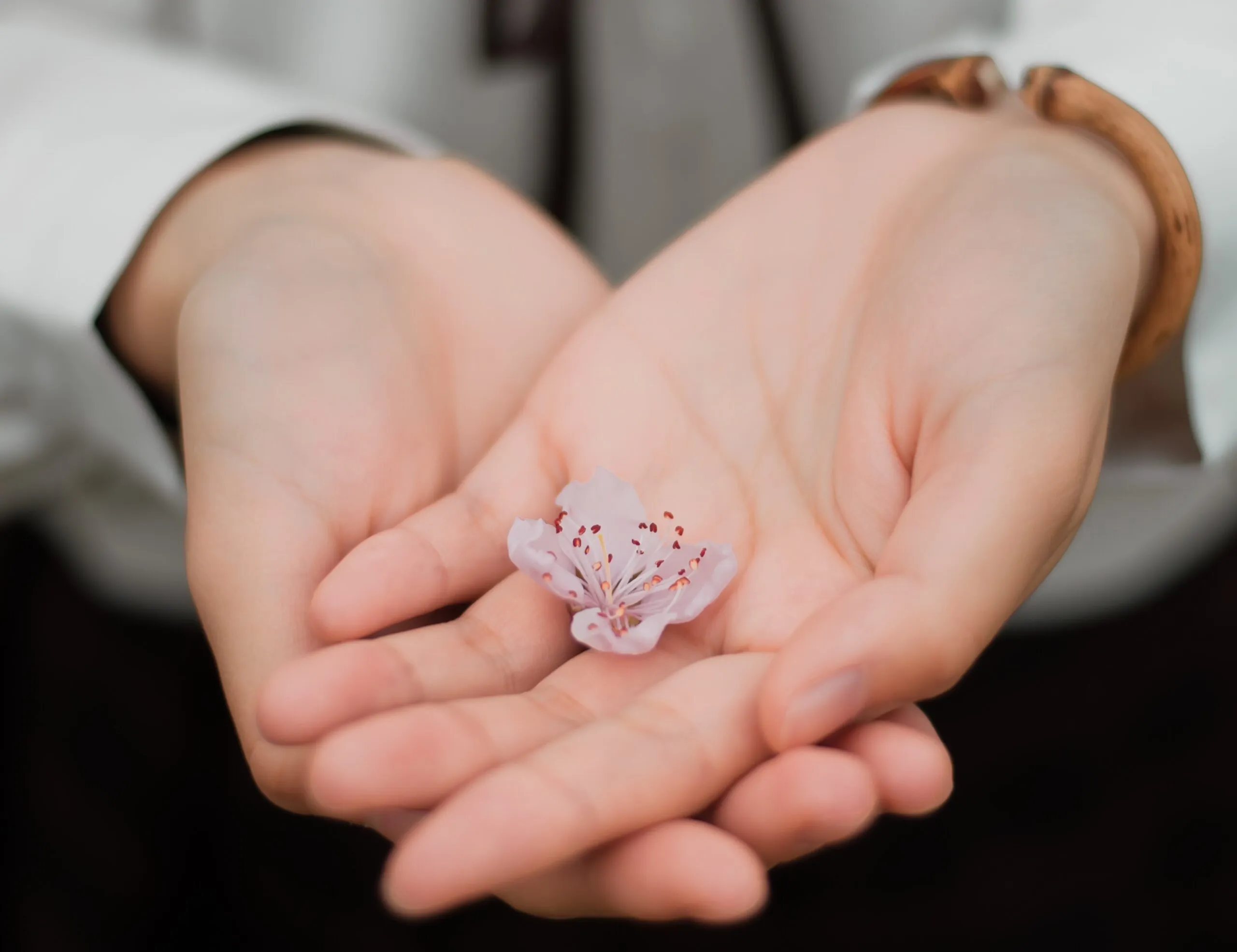 Due mani aperte che sorreggono delicatamente un piccolo fiore rosa
