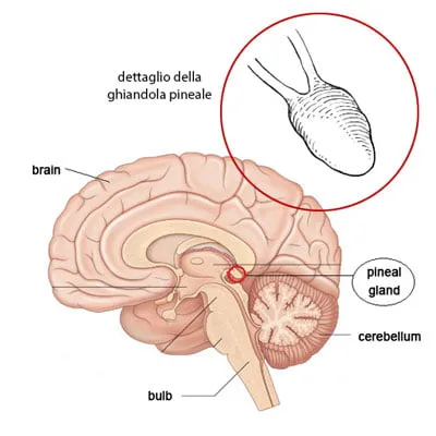 pineal gland anatomy