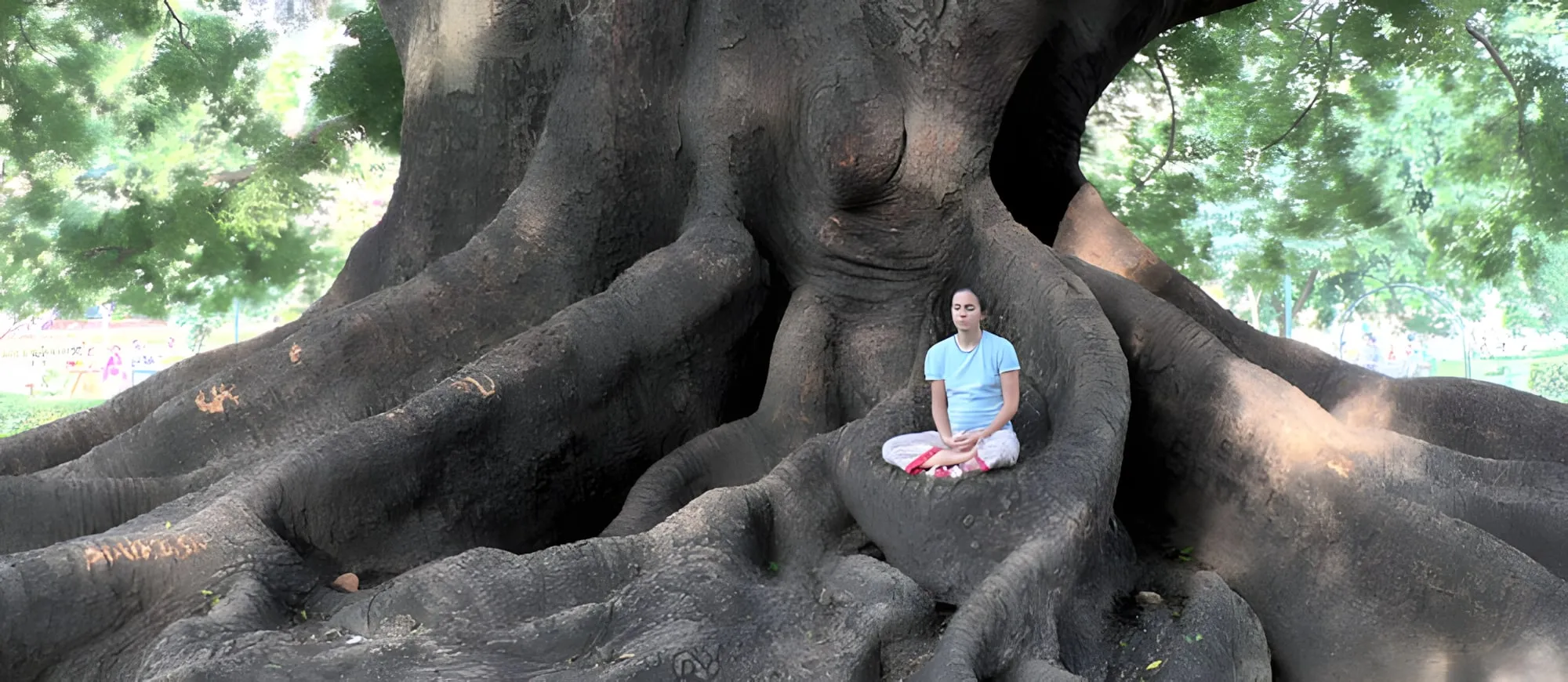 Una persona seduta a gambe incrociate in meditazione tra le enormi radici di un albero secolare