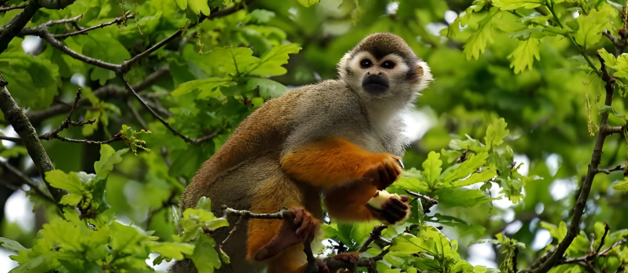Scimmia scoiattolo con il pelo arancione che mangia un frutto tra i rami di un albero