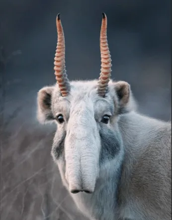 Primo piano frontale di un’antilope saiga, con le corna anellate e il caratteristico naso rigonfio