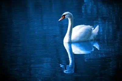swan floating on water