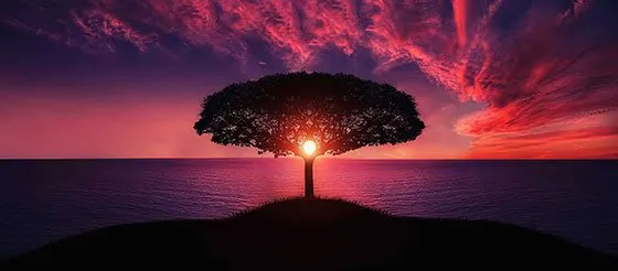 Un albero al tramonto sul mare